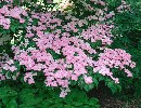 Cornus kousa 'Satomi'-R-